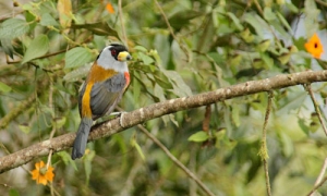 400種類の野鳥が集まるミンド