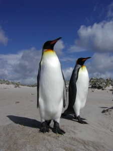 sKing penguins