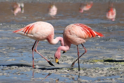 800px-Flamingos_Laguna_Colorada