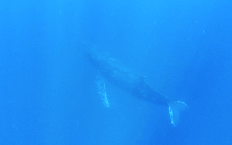ザトウクジラちゃん
