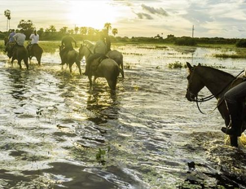 世界最大の湿地パンタナールの大自然を楽しむ4日間
