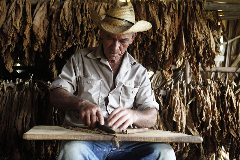 タバコ農場を訪問できます。