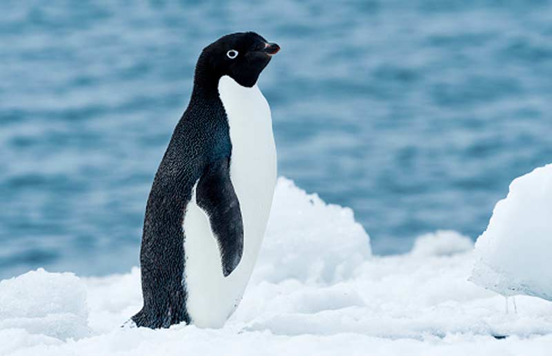 アデリーペンギン
