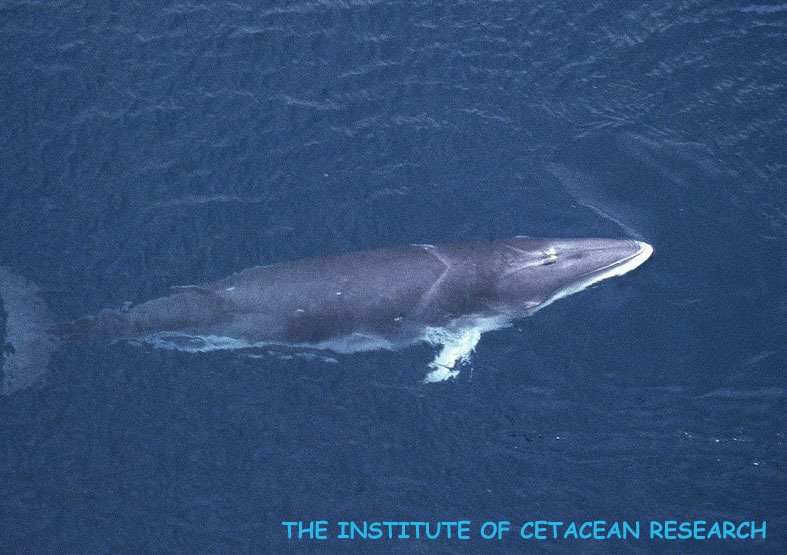 クロミンククジラ copyright The institute of cetacean reserch