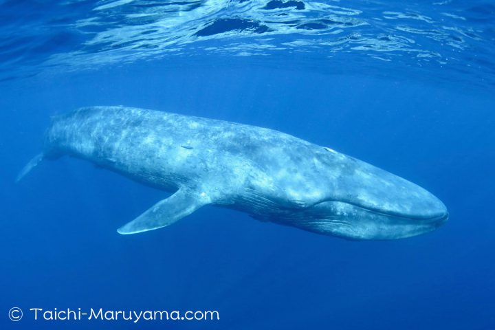 シロナガスクジラ copyright Taichi-Maruyama.com