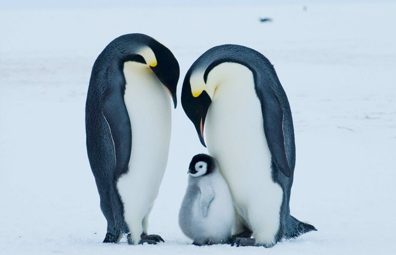 コウテイペンギン