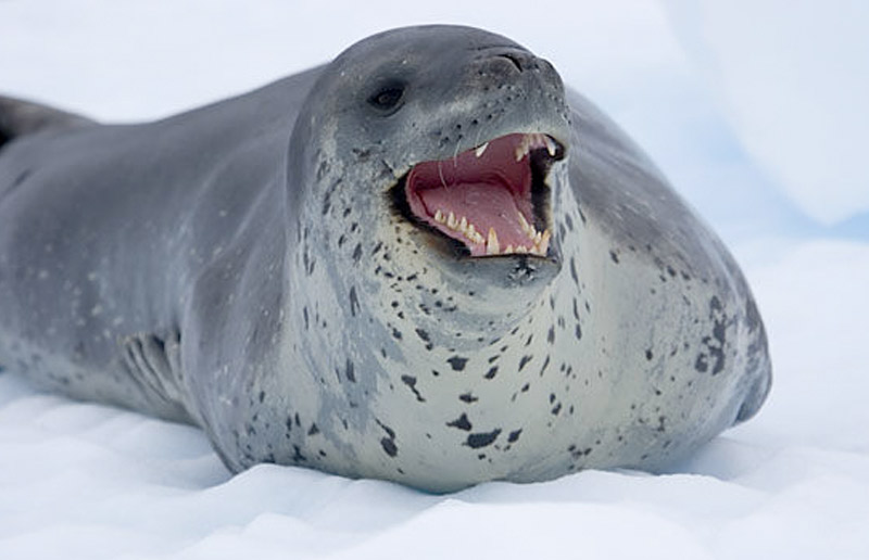 ヒョウアザラシ