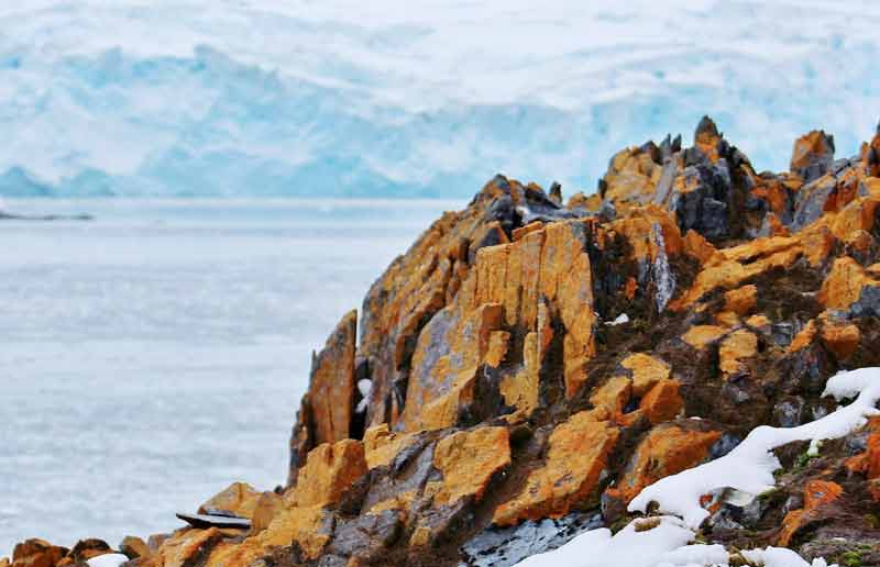 地衣類 copyright poletopolescience.blogspot.com