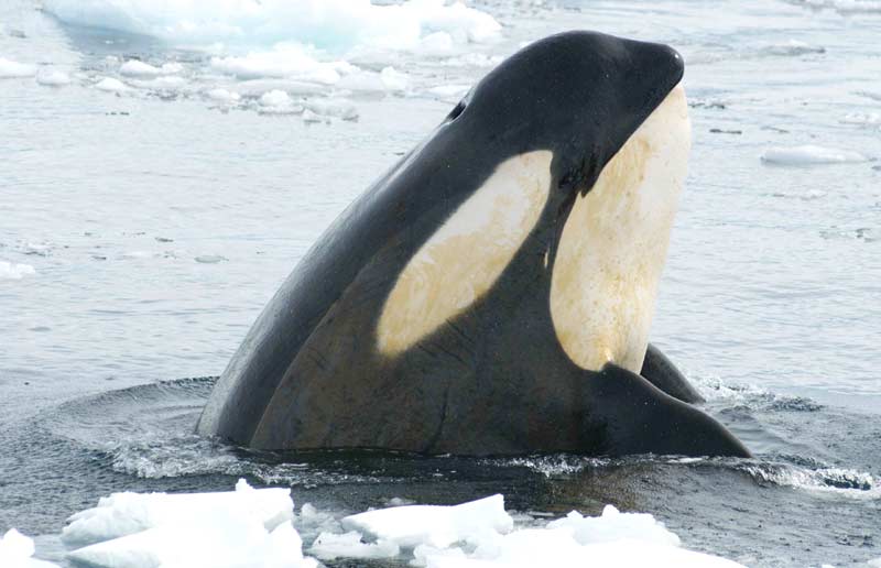 シャチ copyright NOAA Fisheries