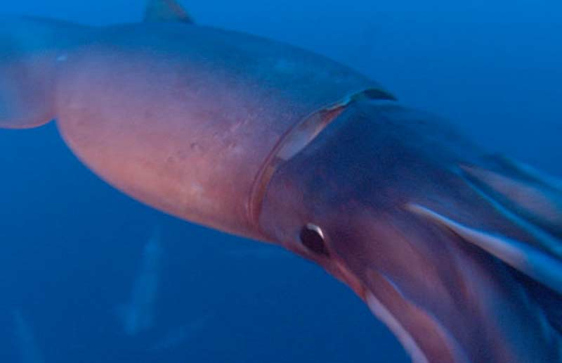 ダイオウホウズキイカ