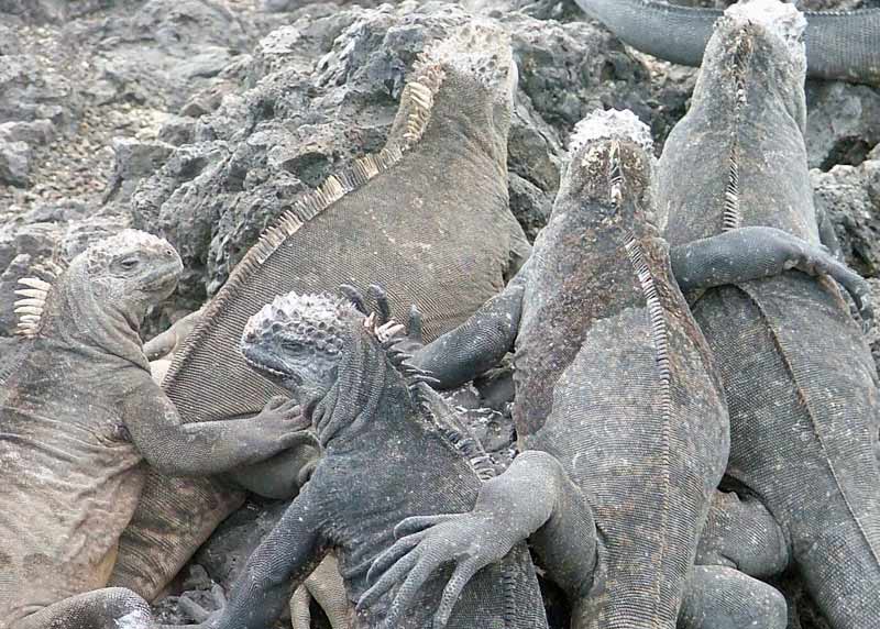 ウミイグアナの集団