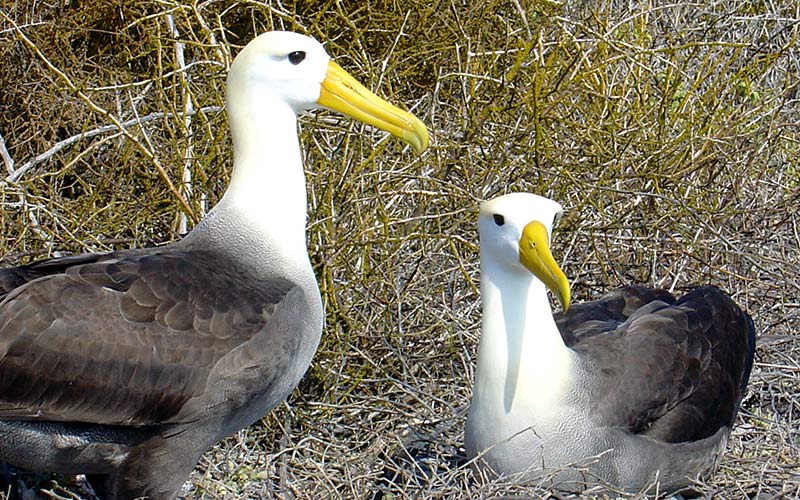 Albatross-Pair
