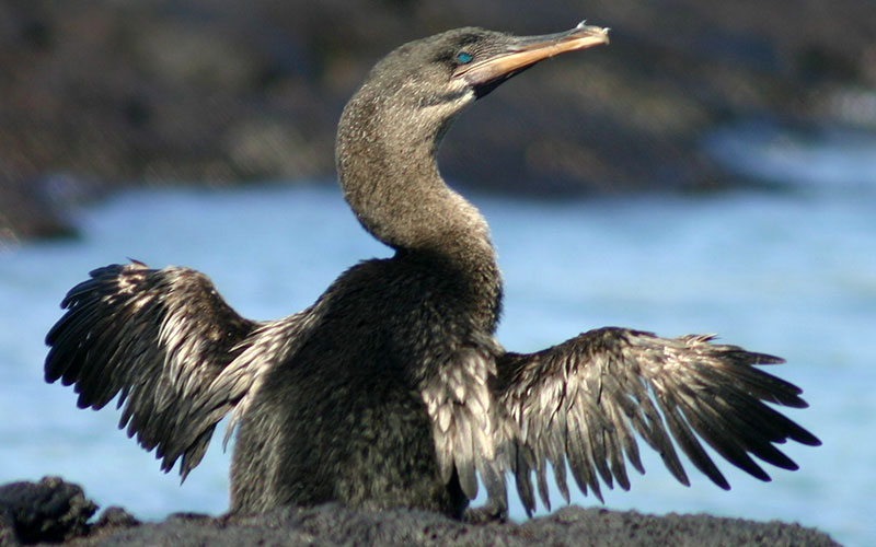 Flightless_cormorant