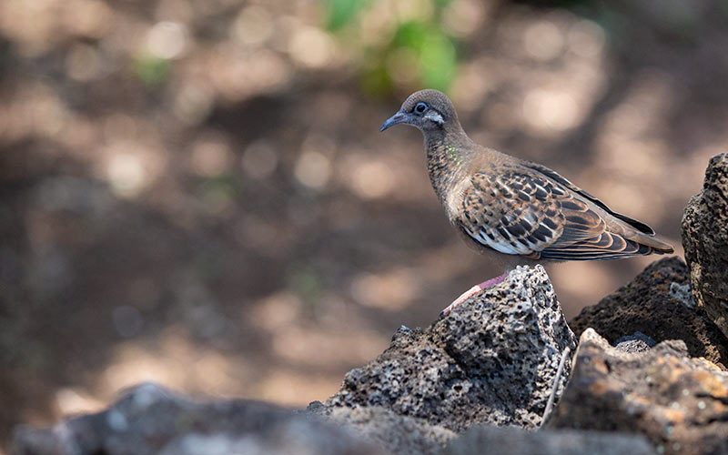 cd4 ガラパゴスバト