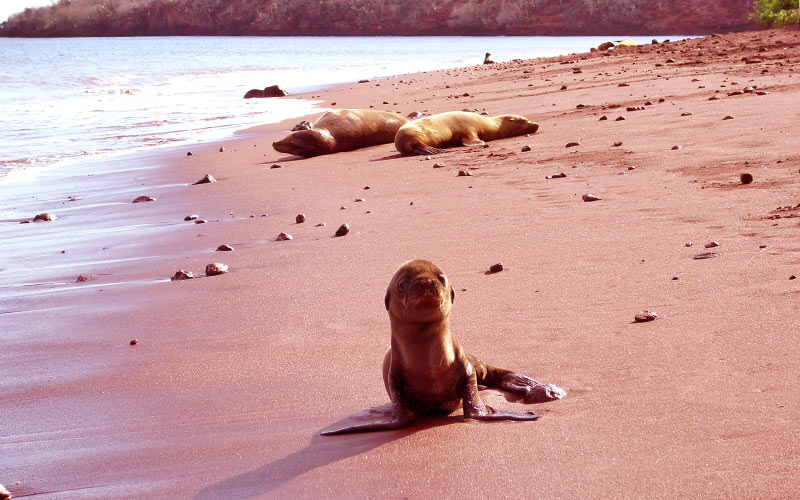 rabidasealion