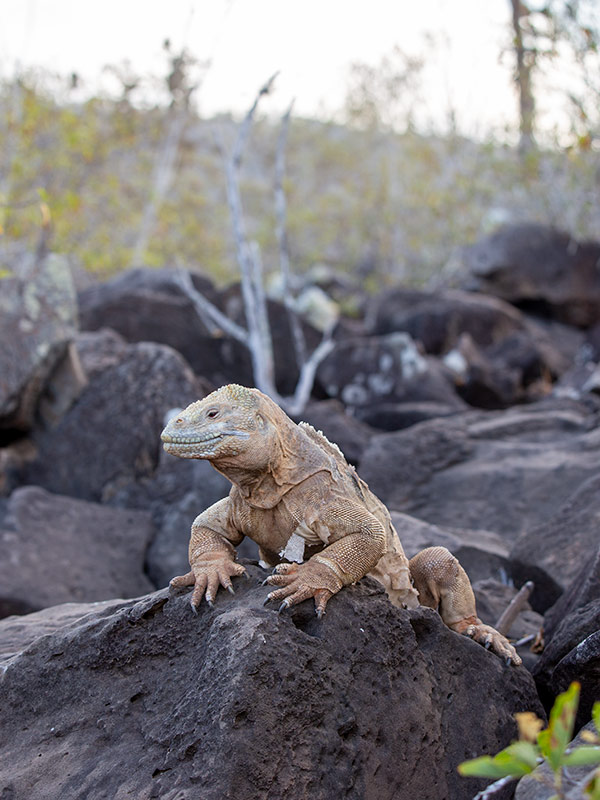 santafeiguana